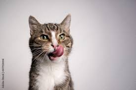 tabby white cat with mouth open licking