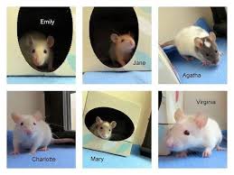 Buy happy pet rat supplies and get the best deals at the lowest prices on ebay! Brooklyn Ny Rat Meet Baby Girl Rats A Pet For Adoption