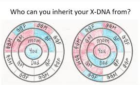 X Dna Inheritance Chart Abundant Genealogy