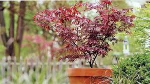 Japanese maple trees can provide a striking focal point, be the perfect plant to set off a large container, or grow into an impressive bonsai specimen. Grow A Japanese Maple In A Pot