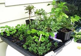 Grow Your Own Medicinal Herbs And Make Your Own Remedies