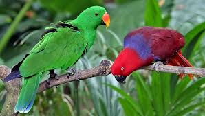 Eclectus Parrot Wikipedia