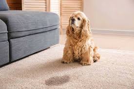 how to remove dog urine from carpet 4