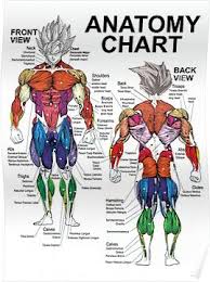 Anatomy Muscle Chart Diagram Poster Muscle Diagram Muscle