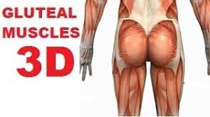 Muscles Of The Thigh And Gluteal Region Part 1 Buttocks