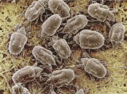 reducing dust mites in your home