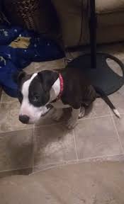 Maybe you would like to learn more about one of these? American Pit Bull Terrier Puppies For Sale Mercedes Tx 301340