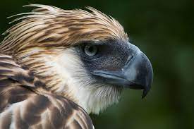 Philippine Eagle Wallpapers - Wallpaper ...
