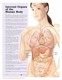 This article contains a list of organs of the human body. Emotions And Internal Organs Blog Metaholistico