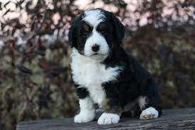 Maybe you would like to learn more about one of these? Mini Bernedoodle Charlotte North Carolina