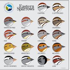 Birds And Words Easter Sparrow Id Chart From American