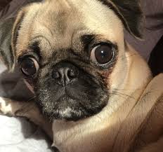 See more ideas about pugs, pug love, cute pugs. What Did You Say Pug Puppy Pugs Puppies Pug Puppy