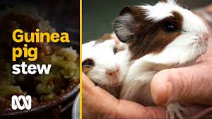 eating guinea pigs the more ethical
