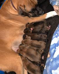 Akc proudly supports dedicated and responsible breeders. Kk Boxer Pups Home Facebook