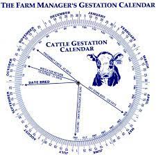 cow gestation calendar