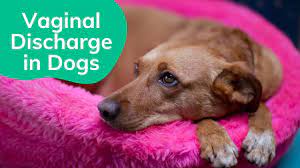 Vaginal Discharge in Dogs - Symptoms, Causes, Diagnosis, Treatment,  Recovery, Management, Cost