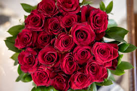 rose flowers free stock cc0 photo