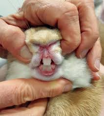 rabbit dentistry today s veterinary nurse