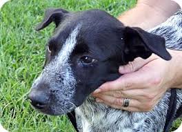 If a blue heeler does not get an outlet for its energy, it may become bored and destructive by chewing on shoes or furniture. Searcy Ar German Shorthaired Pointer Meet Rio A Pet For Adoption