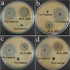 lb agar plates showing zone of