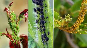 Houseplant Pests Types Identification