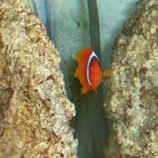 Dottyback Compatibility And Tank Stocking Advise Reef