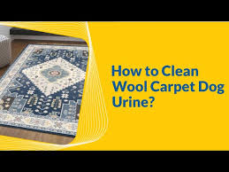 how to clean wool carpet dog urine