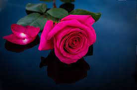 pink rose