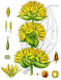 Gentiana lutea Yellow Gentian PFAF Plant Database