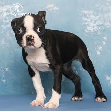 boston terrier puppy adopted in orlando
