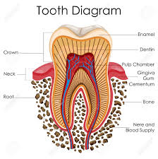 Medical Education Chart Of Biology For Tooth Anatomy Diagram
