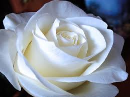 white tenderness for helen rose soft