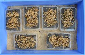 mealworm requirements your insect
