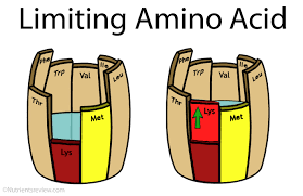 how many amino acids are there list