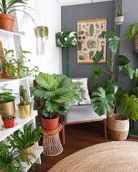 plant decor indoor house plants decor