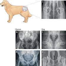 10 signs of cancer in dogs. Spontaneous Dog Osteoarthritis A One Medicine Vision Nature Reviews Rheumatology