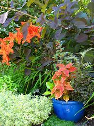 garden border dilemmas with planted pots