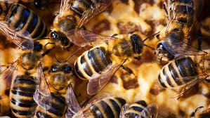 honey bee mystery disease
