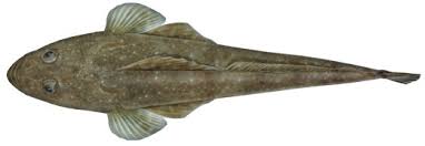 Image result for images of flathead