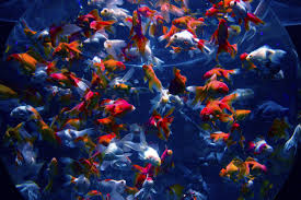 goldfish to consider for your aquarium