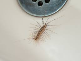 the 10 most disgusting house bugs and