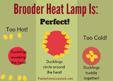 do-baby-ducks-need-heat-lamps-inside