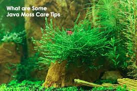 what are some java moss care tips hygger