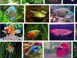 Untuk itu berikut ini adalah nama nama ikan hias air tawar dan gambarnya agar kita tidak. Jenis Jenis Ikan Hias Air Tawar Berikut Daftar Nama Ikan Hias Beserta Gambarnya