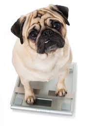 Dog Medications Dosage By Weight