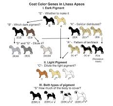 French Bulldog Color Genetics Chart Happy Living