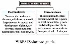 mineral nutrition types functions and