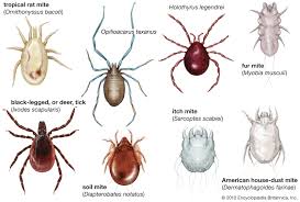 Arachnid Definition Facts Examples Britannica