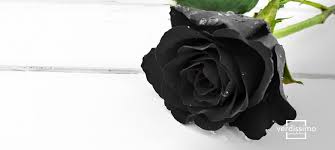 the meaning of the black rose verdissimo