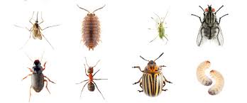 common insect and pests by region
